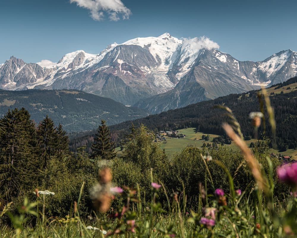 Combloux-mountain-wildflowers-summer