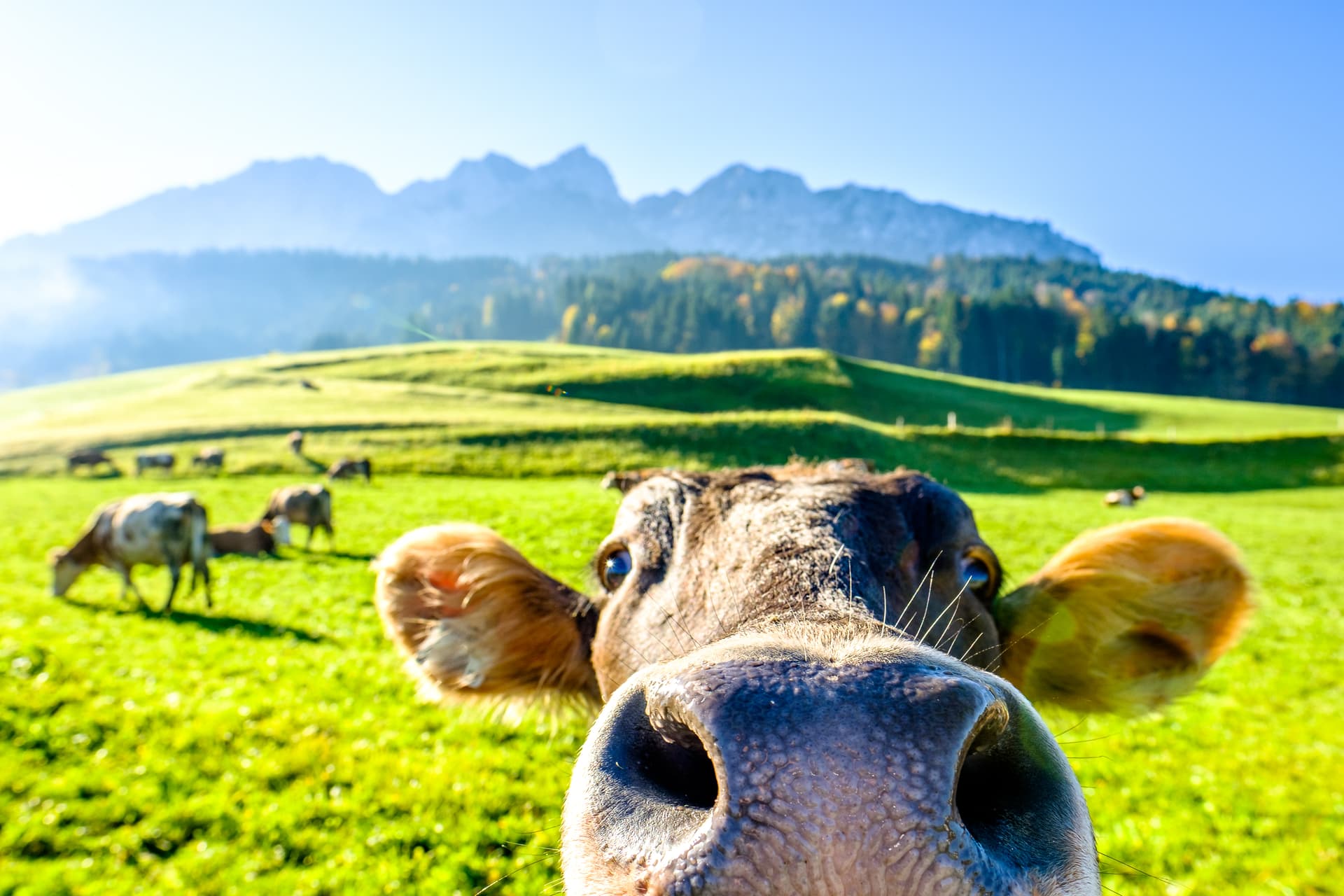 cow-in-mountains-austria