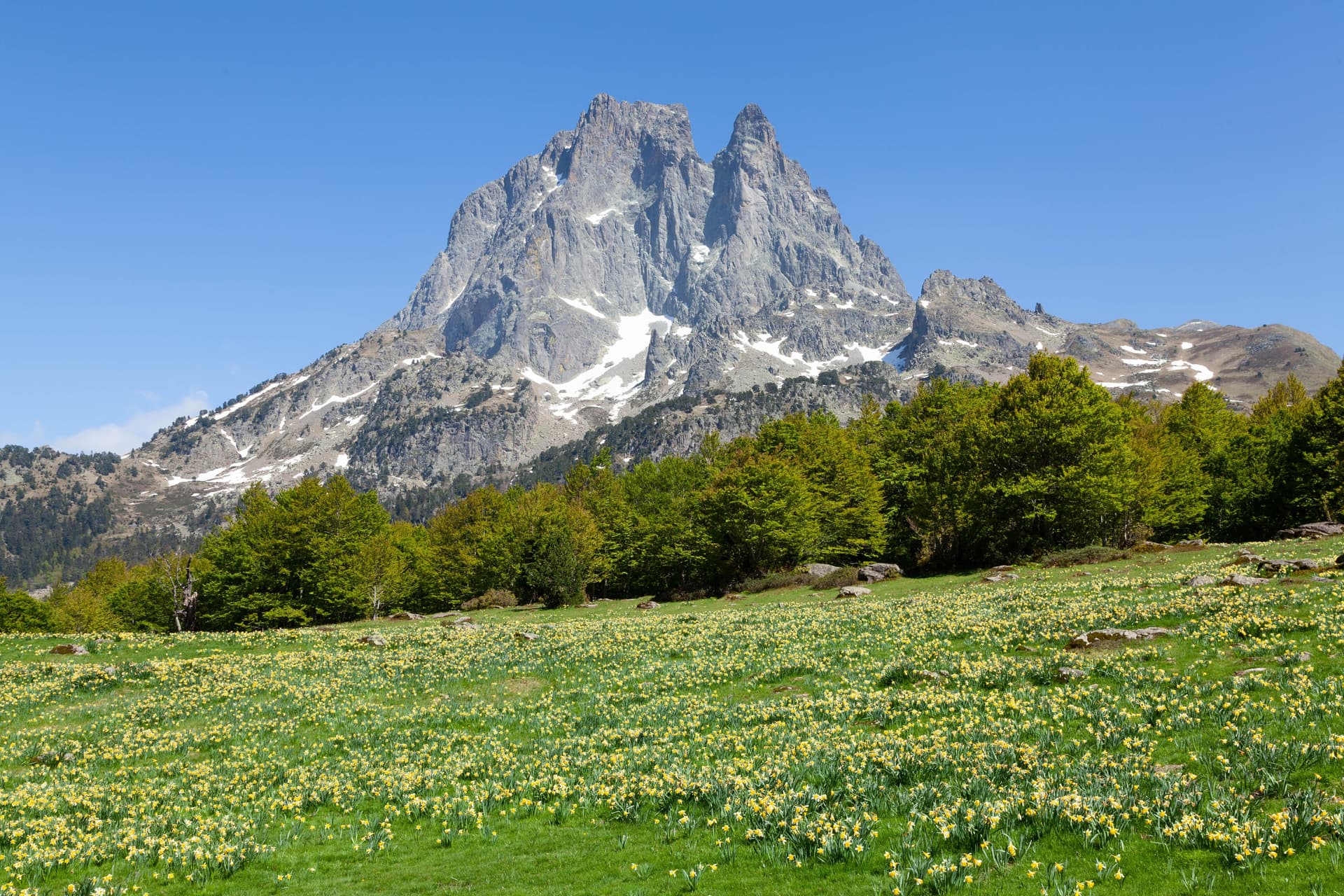 Pyrenees-mountains-wildflowers