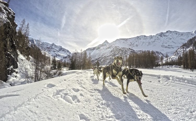 Husky dogs taking holiday makers dog sledding