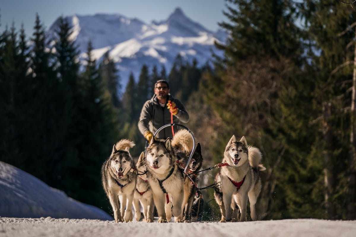 Huskies pulling along man on snowy path