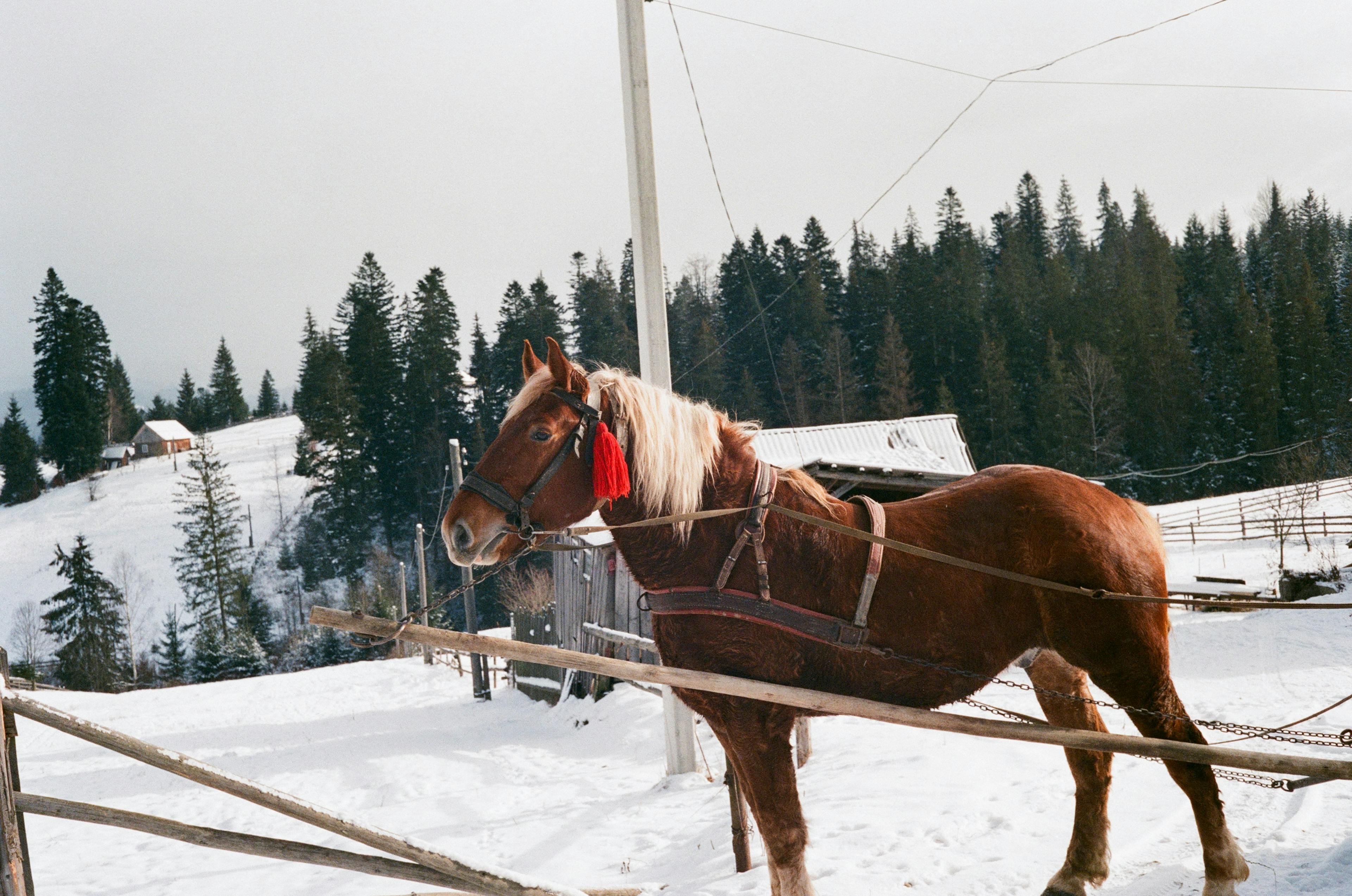 Horse waiting in snow to take people on a ride