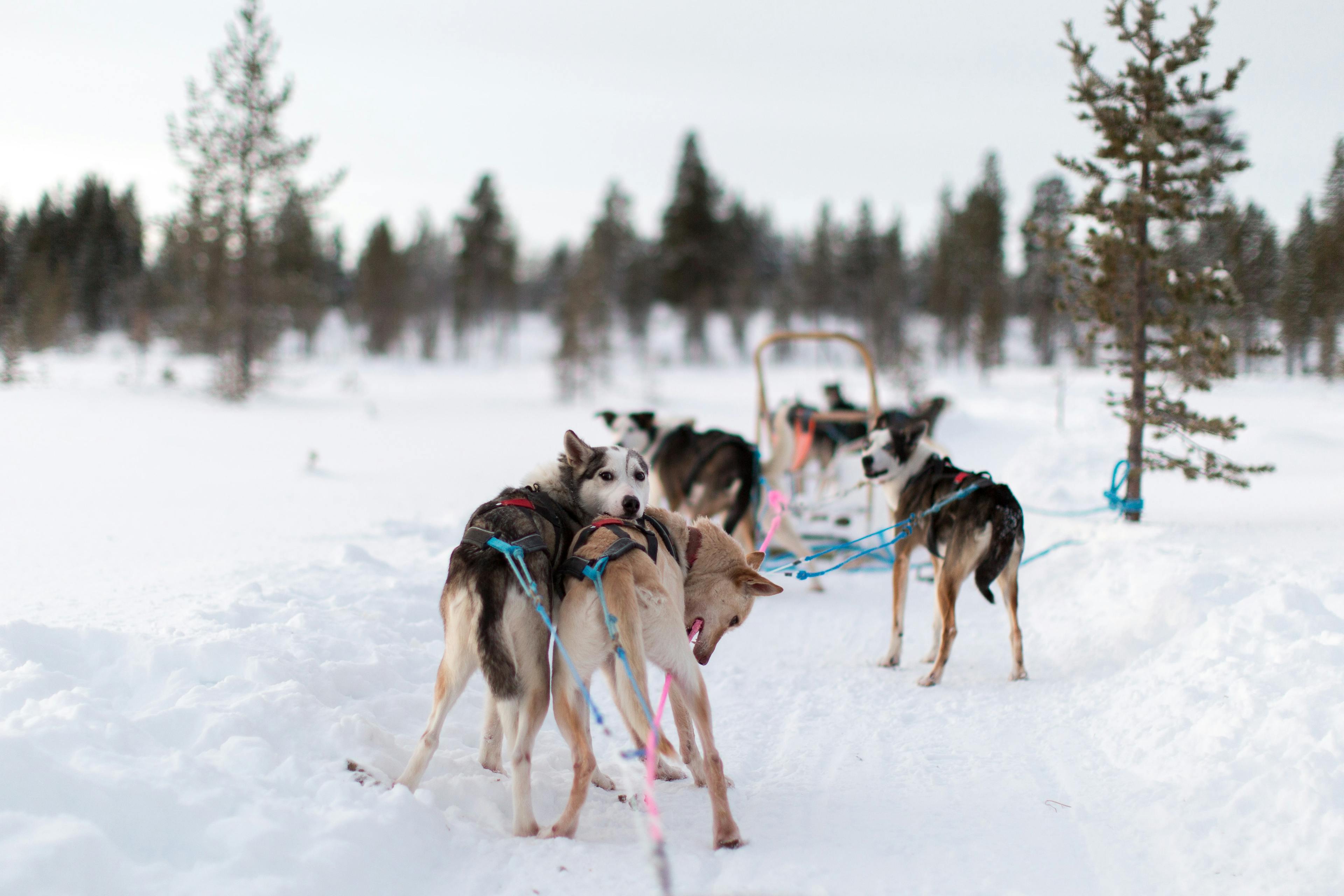 Husky dogs pulling sledges on snow