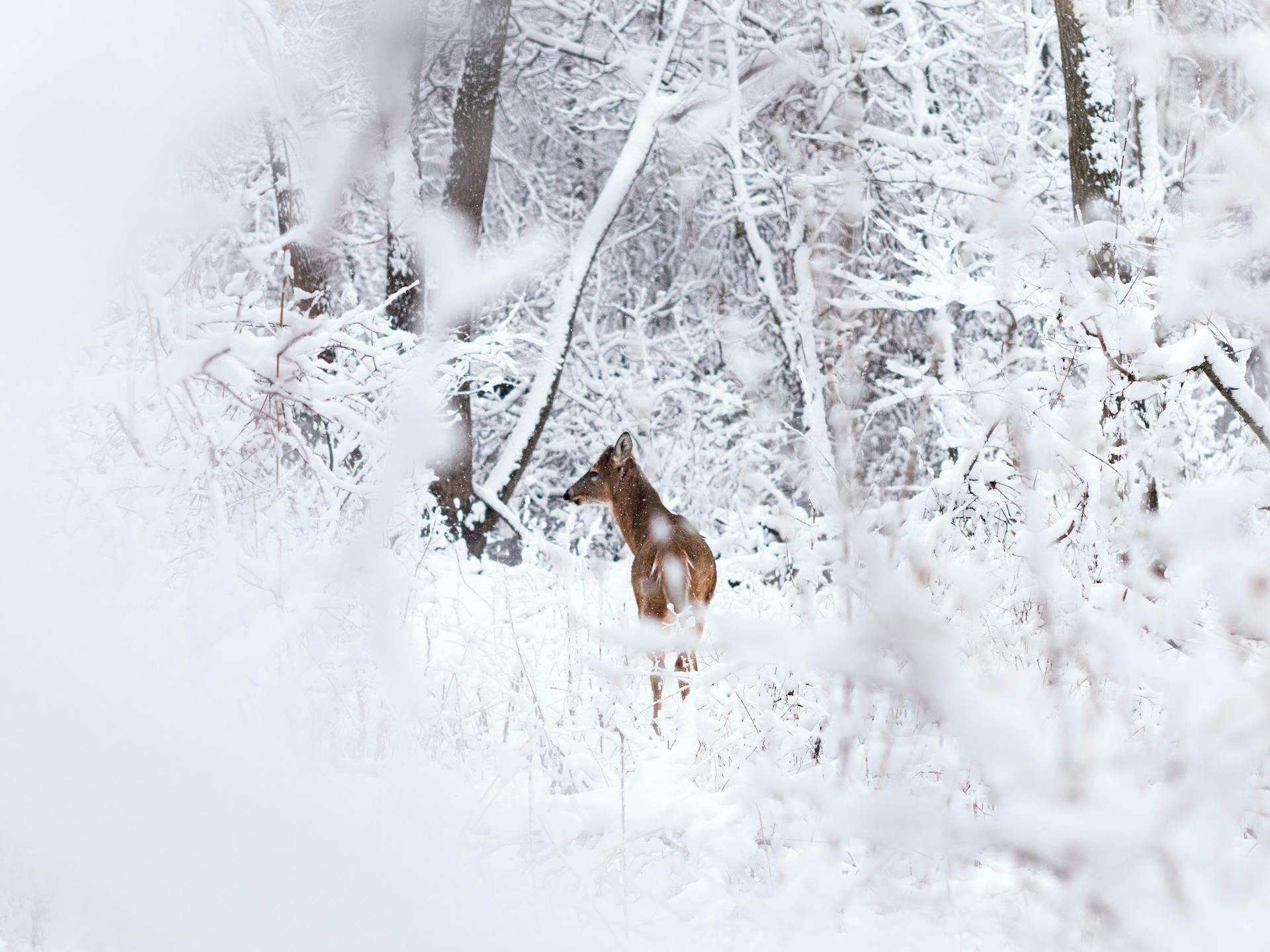 Deer spotted in woods during winter in Alagna Valsesia