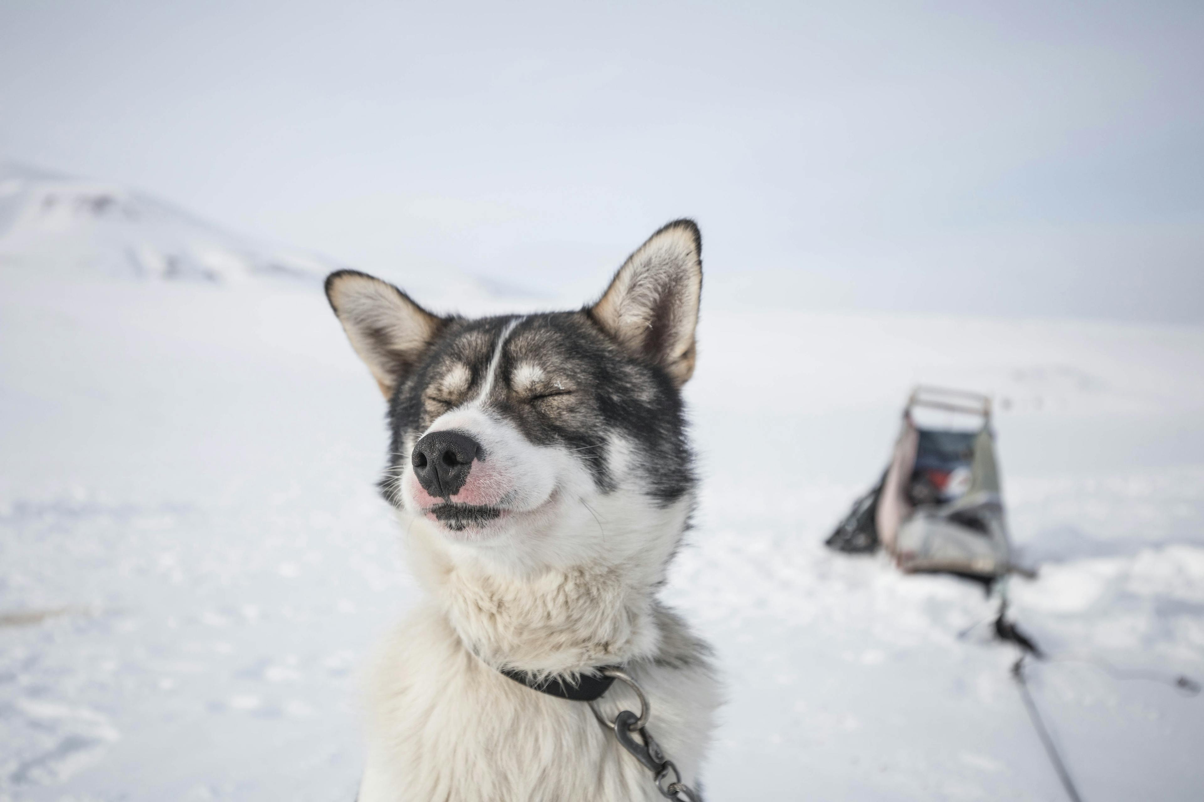 Husky dog waiting to pull people sledging